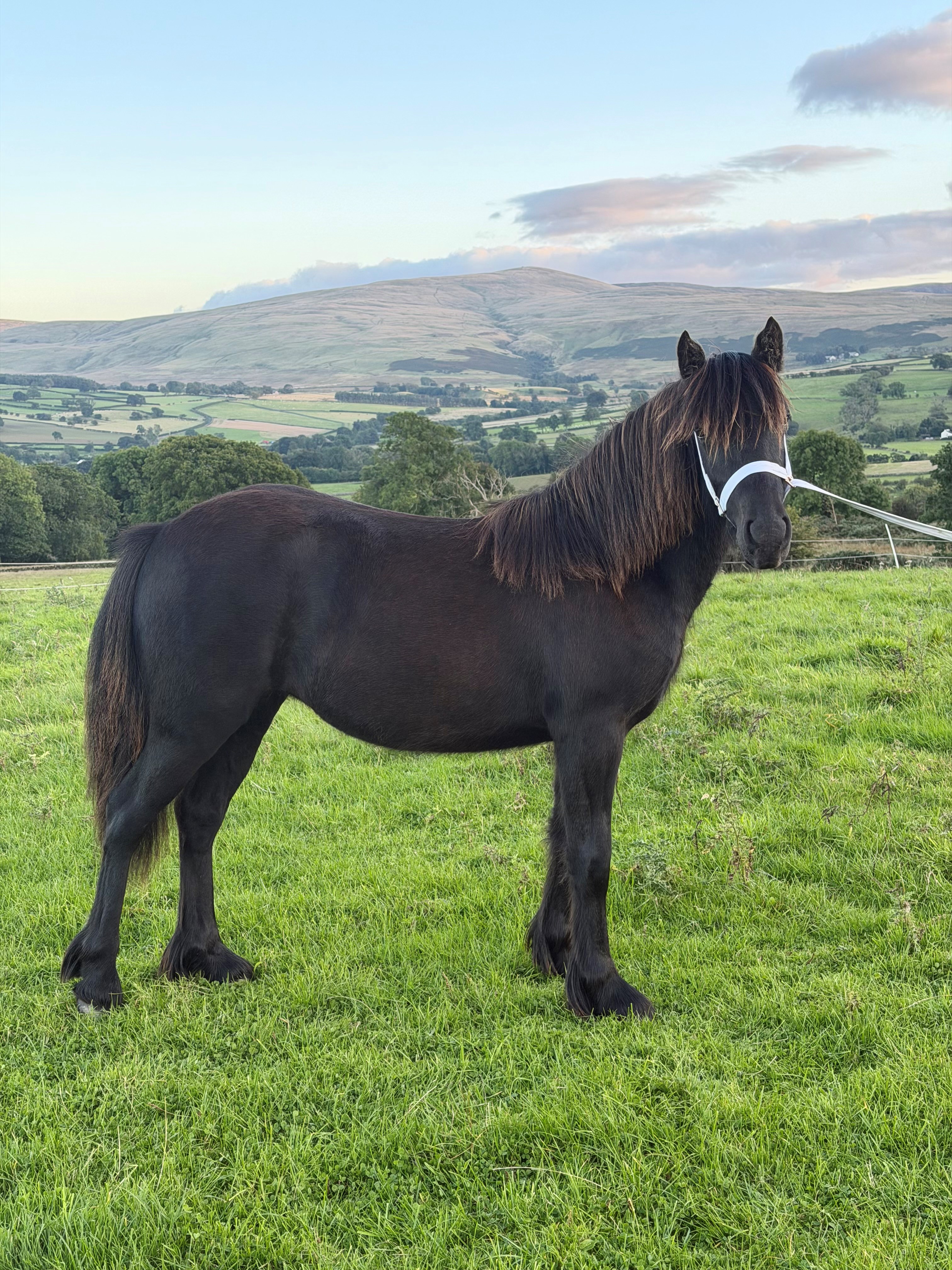 black fell pony yearling fily for sale black pony side view facing right