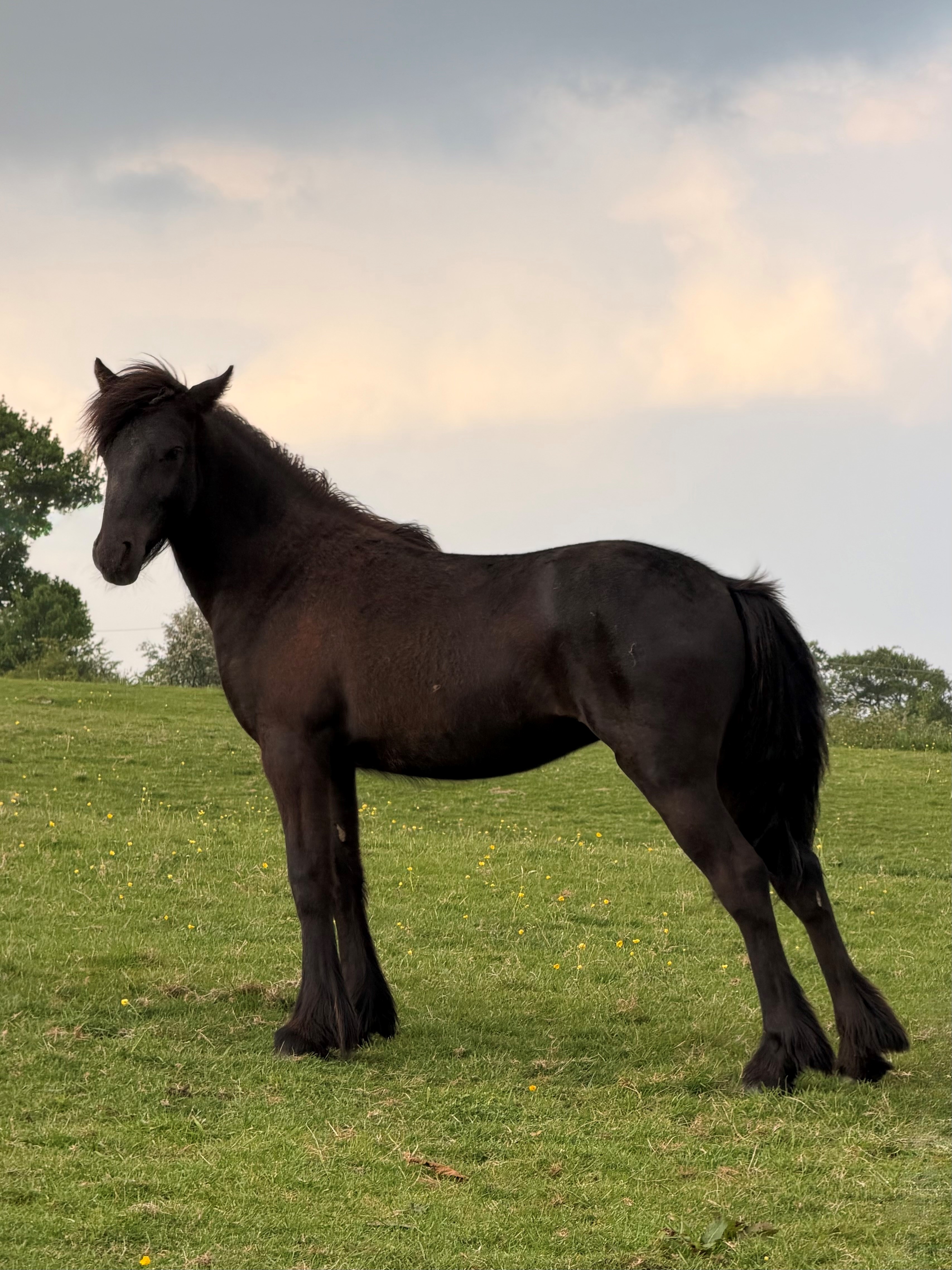 black pony side view facing left