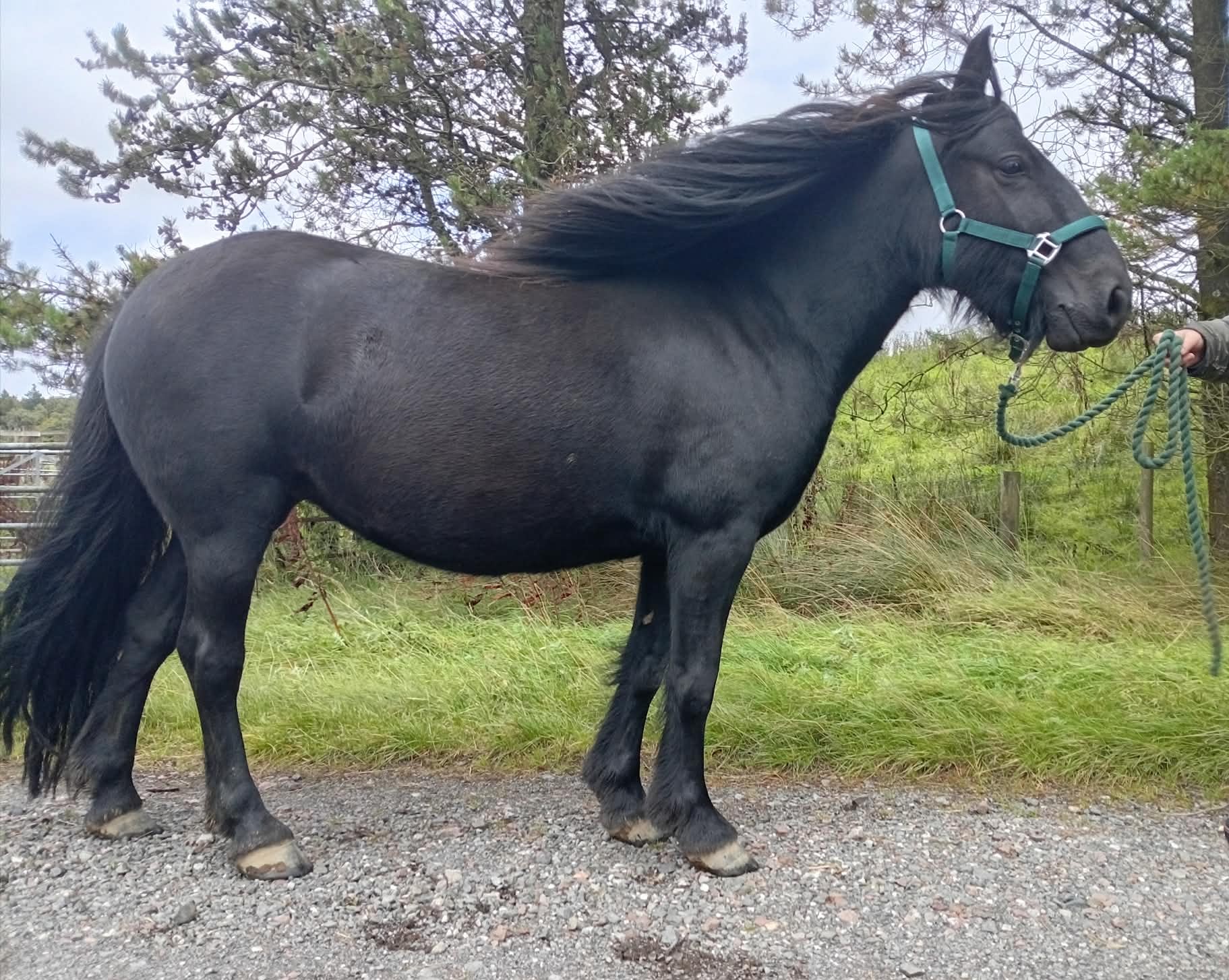 black fell pony filly for sale black pony side view facing right