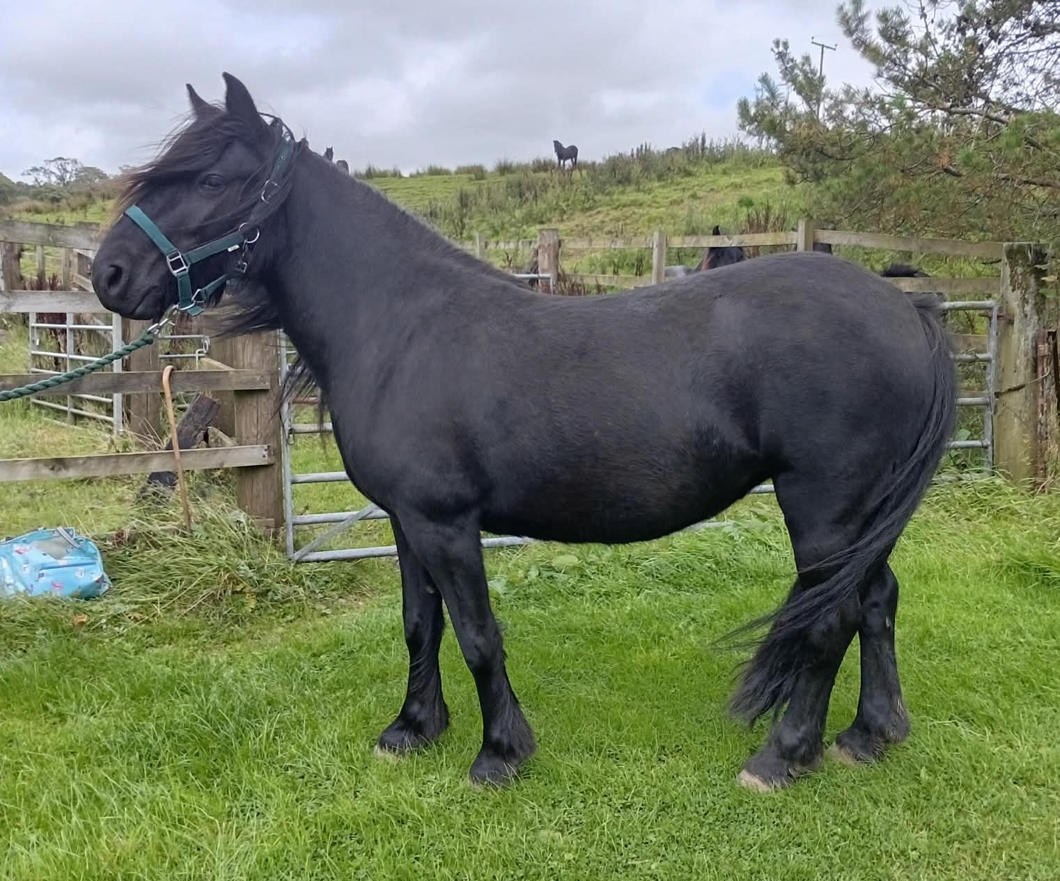 black pony side view facing left
