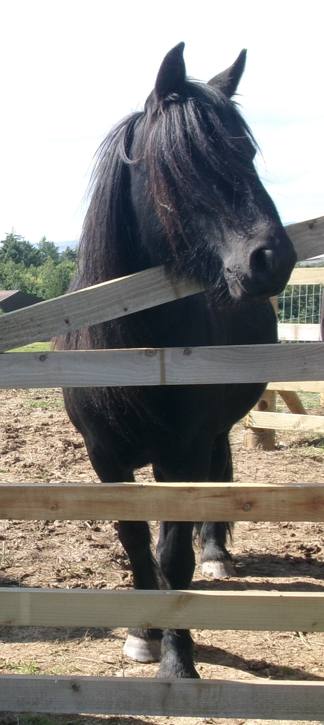 black pony view over a gate