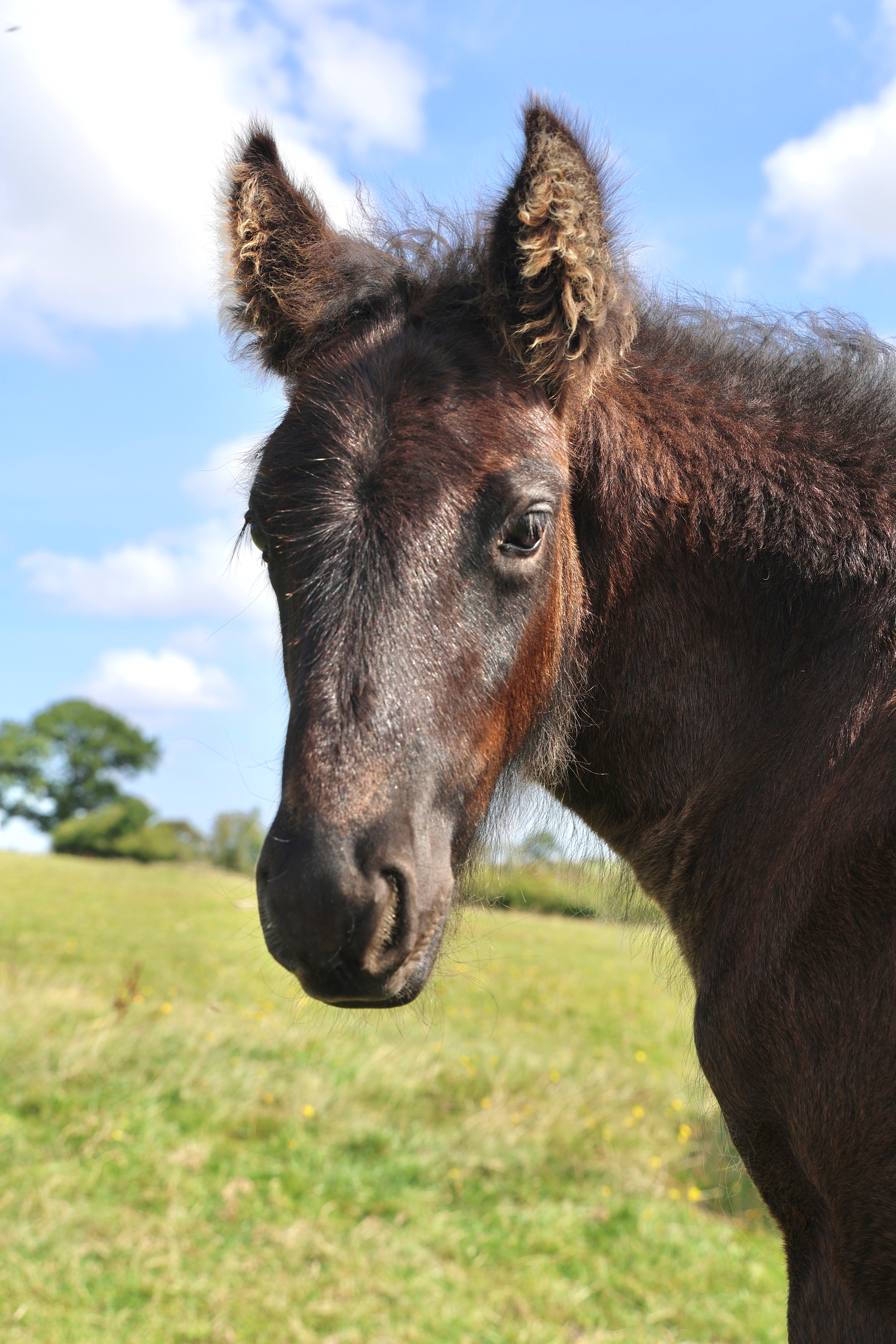 black fell pony filly for sale black pony head and shoulders