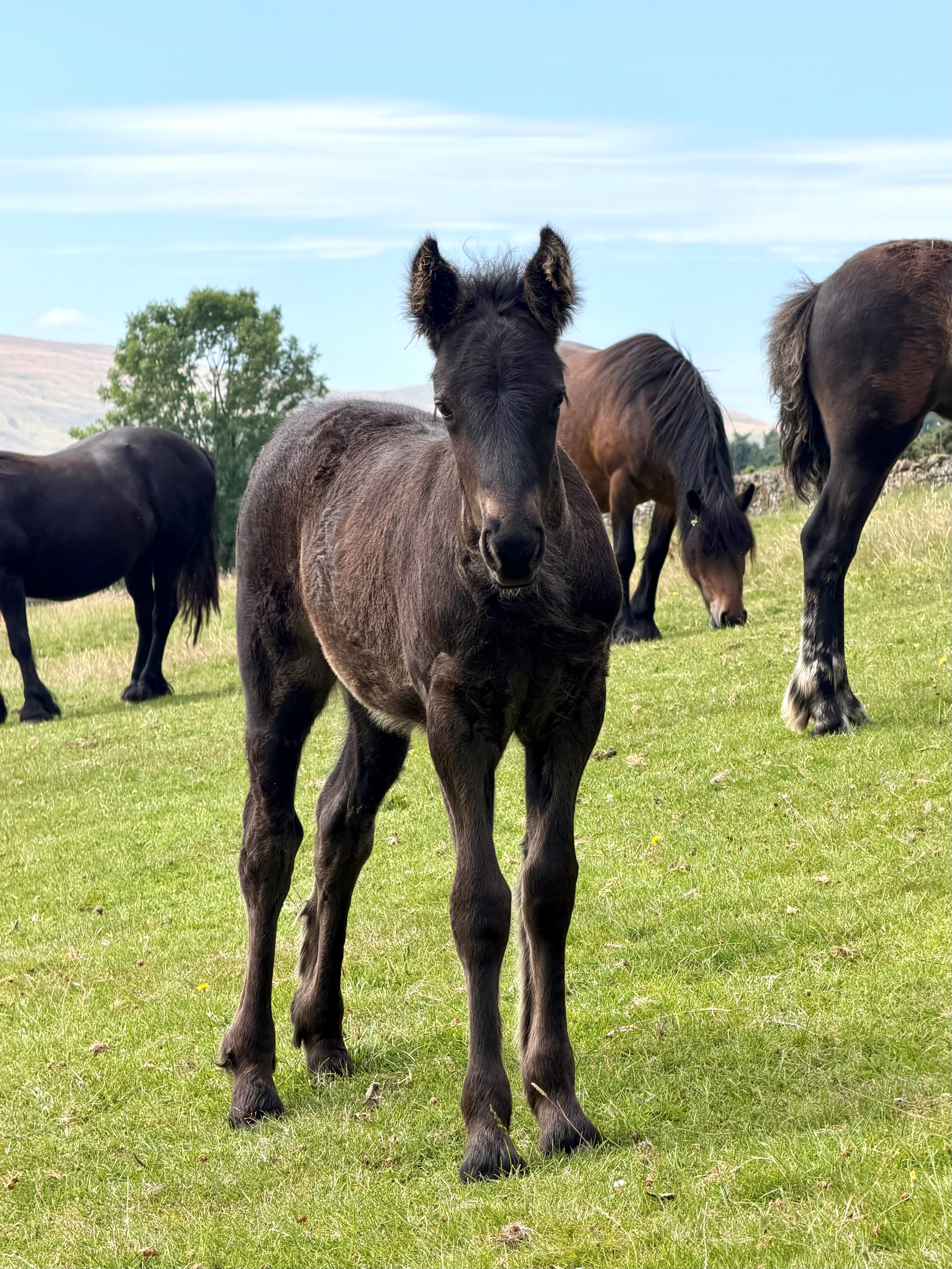 black fell pony filly foal for sale black foal looking to camera