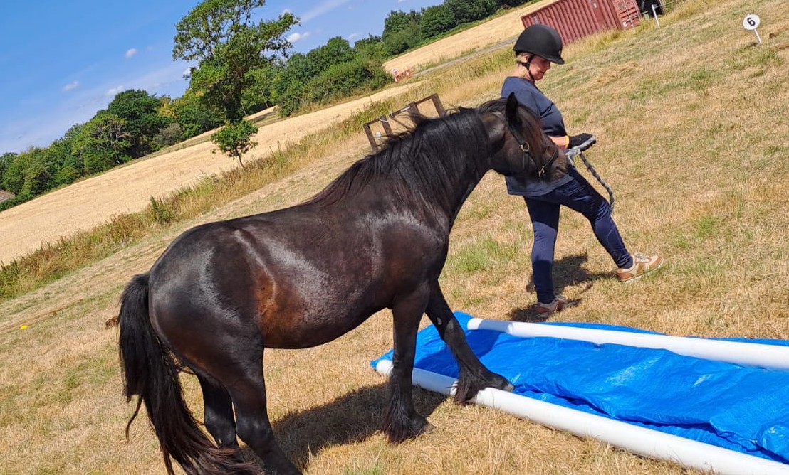 brown pony and handler walking over a blue and white banner in an outdoor arena