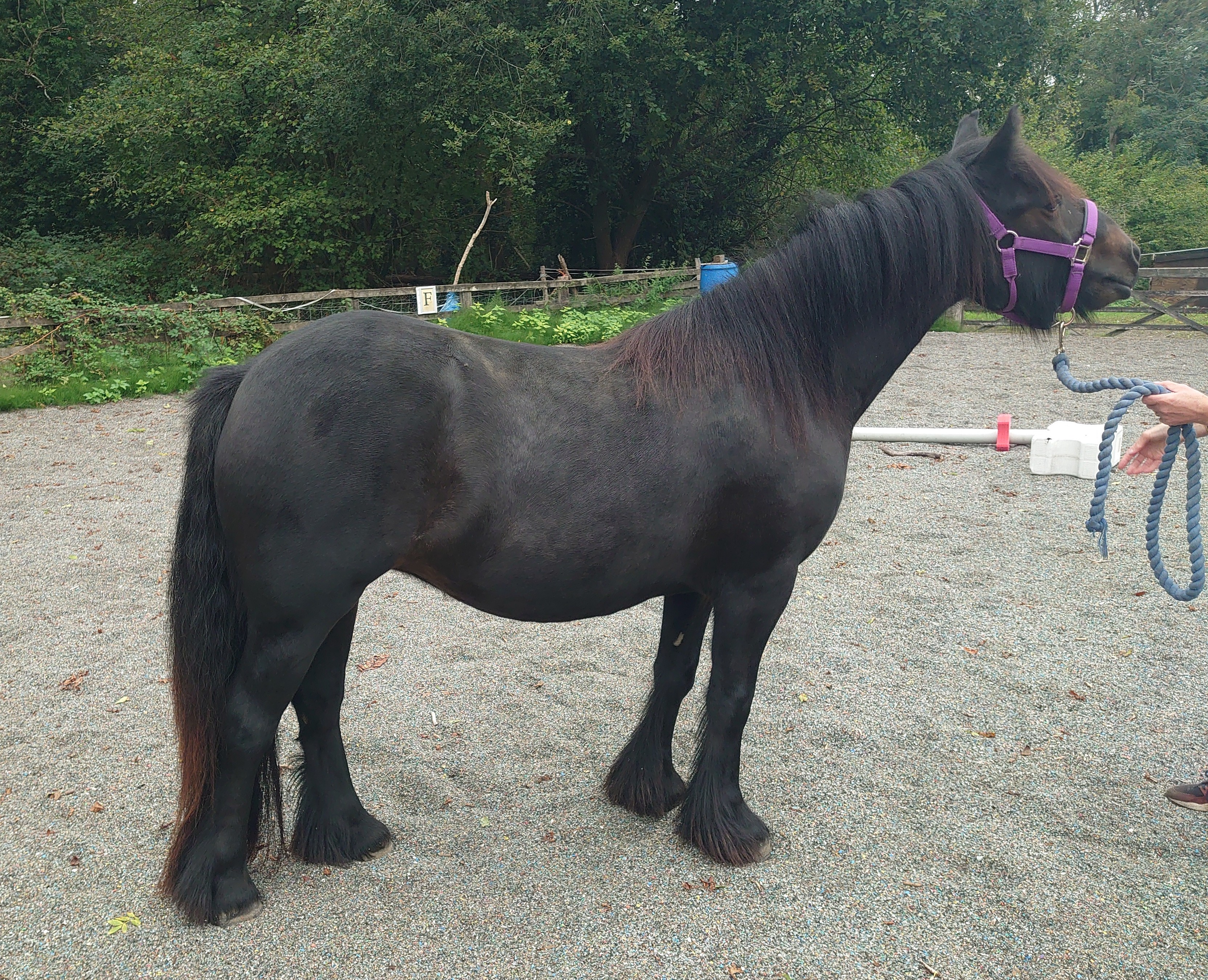 brown pony side view facing right