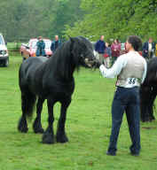 Heltondale Pride III.  [ Select to view a larger image. ]