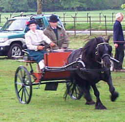 Greenhead Alfred trotting.  [ Select to view a larger image. ]