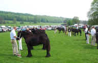 2008.StallionShow.YearlingColtJudging.jpg (323146 bytes)