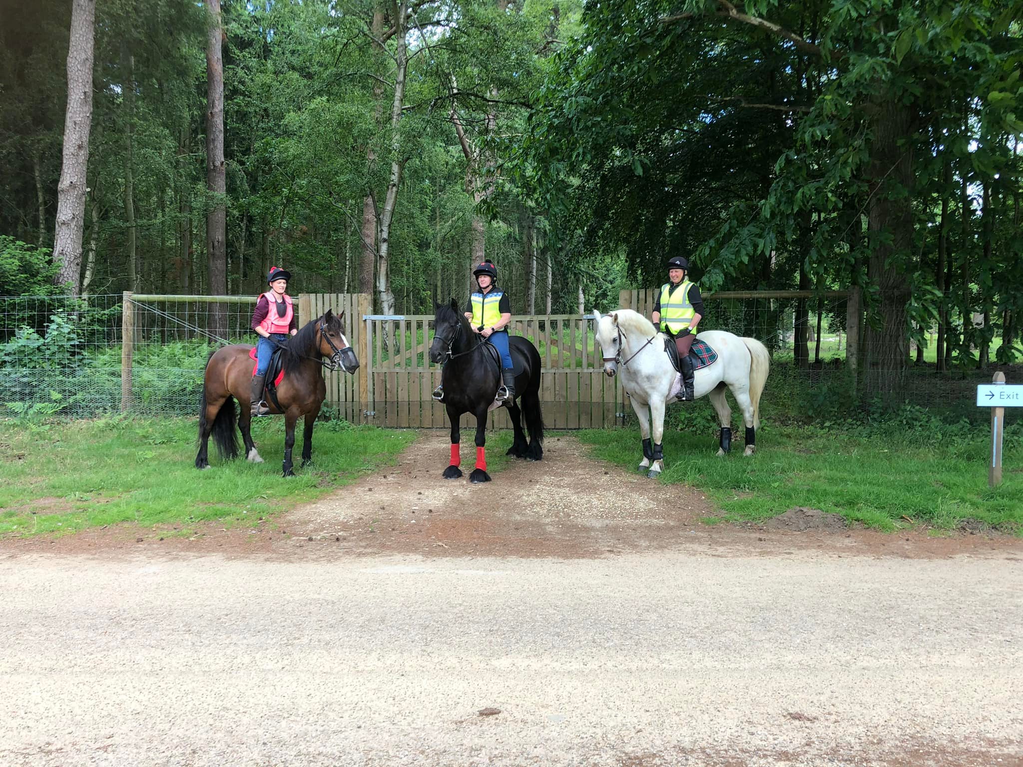 three ridden ponies among trees