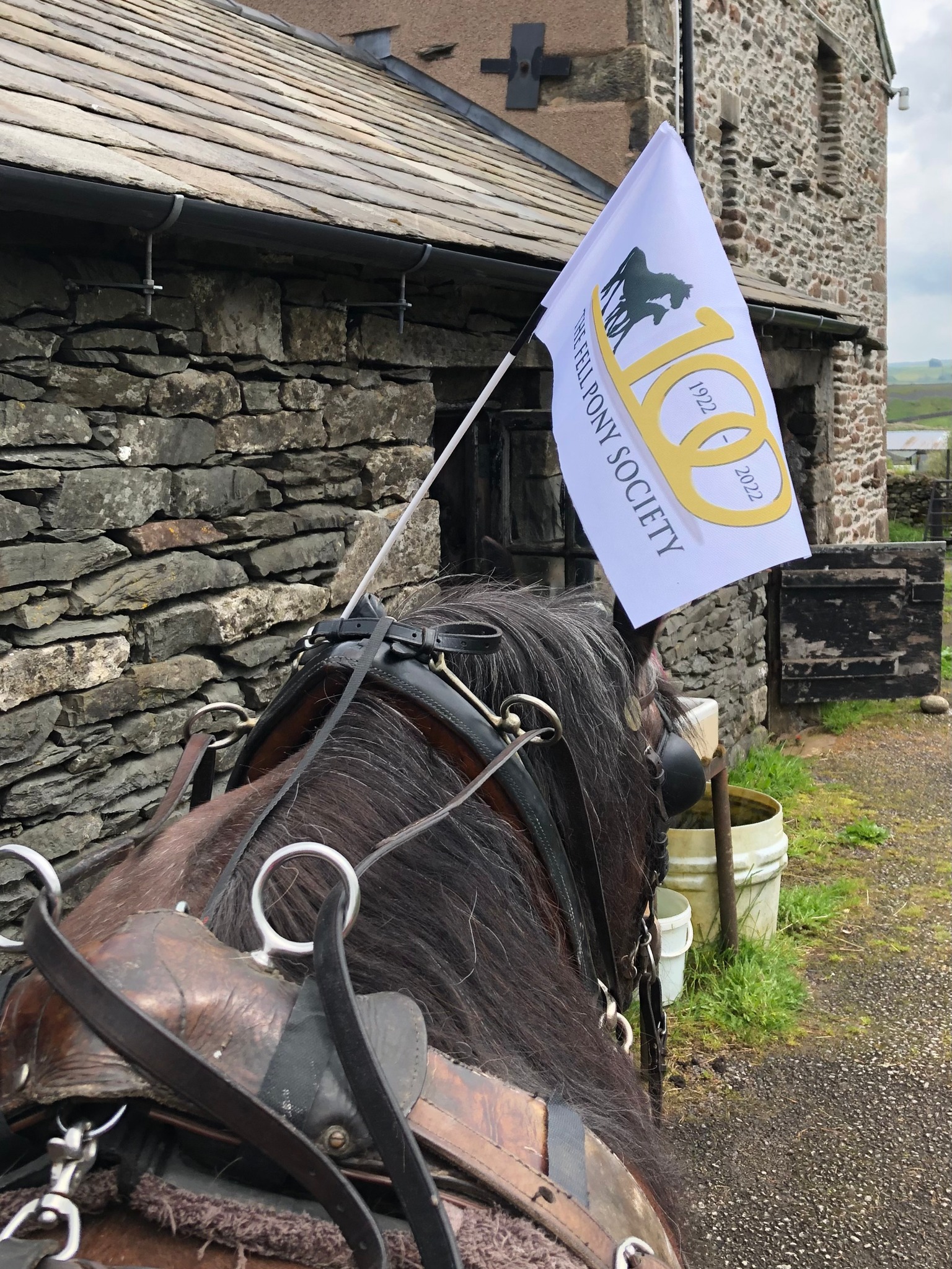 harness pony and white flag