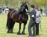 Goytvalley Magic Minstrel. 2002 M&M [ select to view a larger image. ]