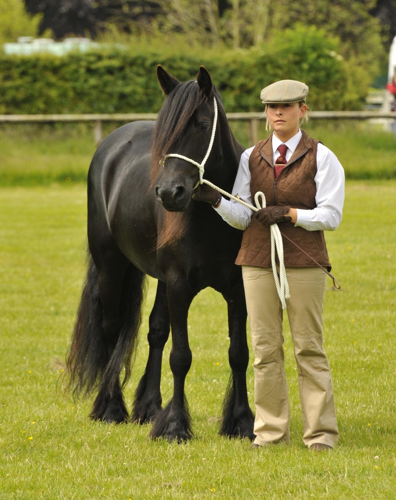 The Fell Pony Society Photo Gallery 2009 July 2012 The Fell Pony Society Photo Gallery 2009 July 2012