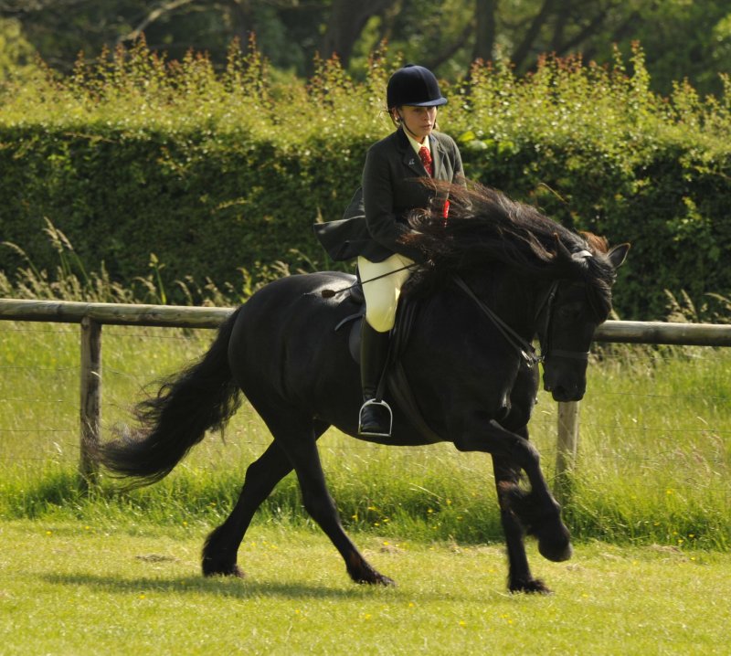 The Fell Pony Society Photo Gallery 2009 July 2012 The Fell Pony Society Photo Gallery 2009 July 2012