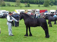 Murthwaite Gurkha  Youngstock Champion3.jpg (68916 bytes)