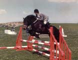 Brown Fell pony jumping