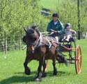 Fell pony in carriage