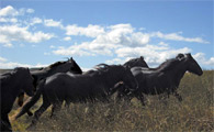 Fell Ponies on the fell