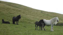 Semi-feral herd at Murthwaite stud on Harter Fell.jpg (72033 bytes)