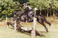 Fell Pony jumping