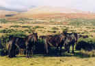 Townend Ponies on Caldbeck Common [select to view a larger image]