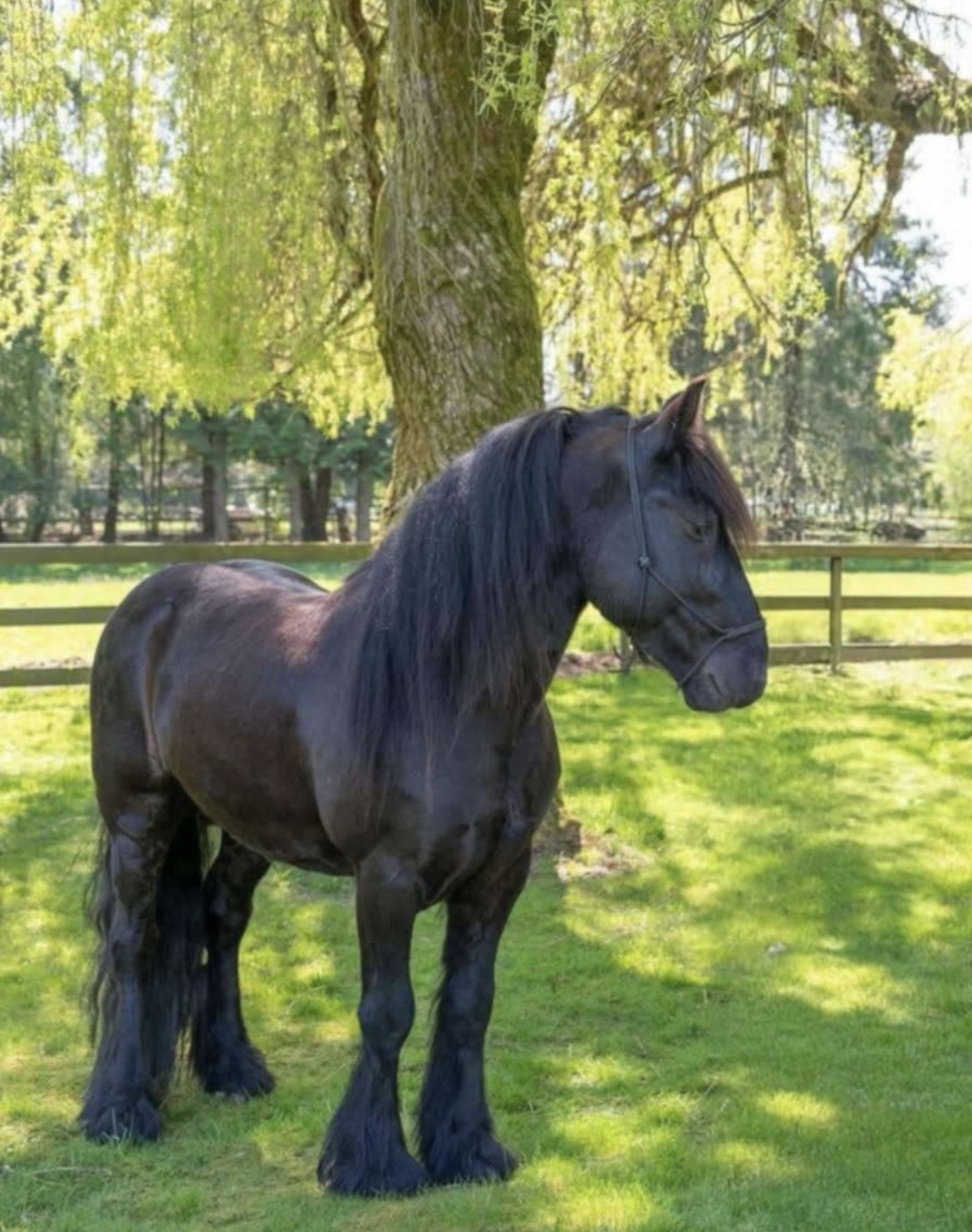 black fell pony stallion
