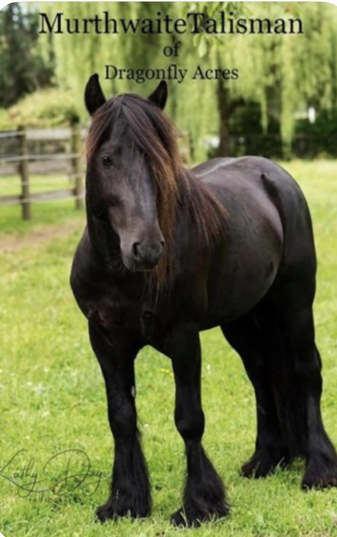 fell pony stallion