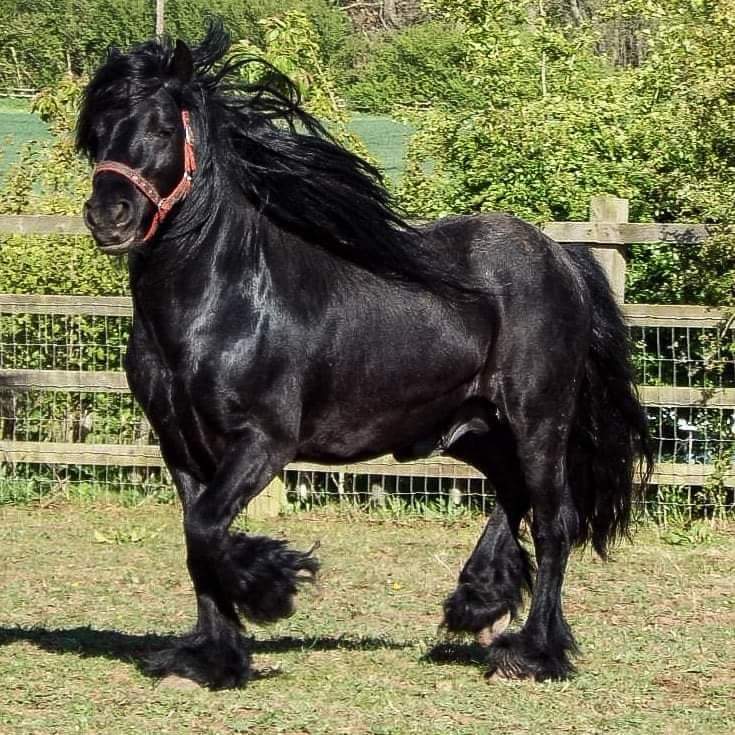 stallion in a field trotting