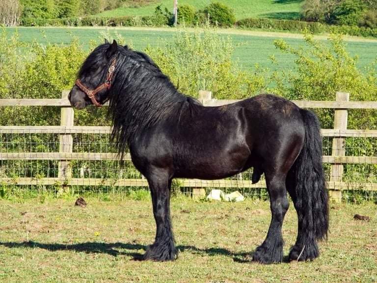 black fell stallion standing in s field