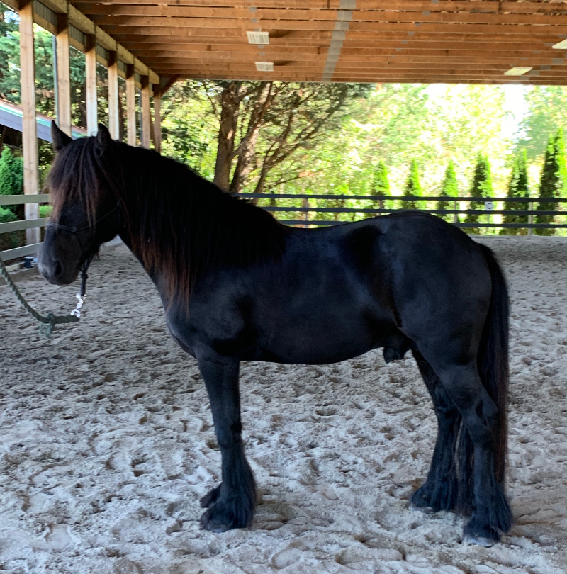 black fell pony stallion